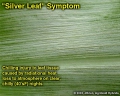Closeup of silver leaf symptom