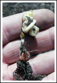Corkscrewed mesocotyl