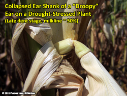 Collapsed ear shank