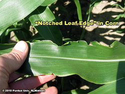 Notched leaf edge