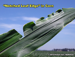 Notched leaf edge