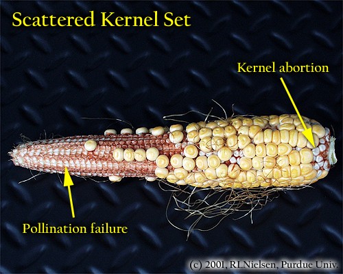 Severely scattered kernel set