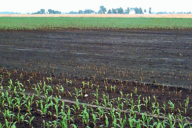 Ponded area of corn field