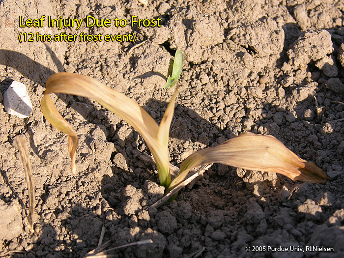Assessing Frost / Cold Temperature Injury to Young Corn Corny News