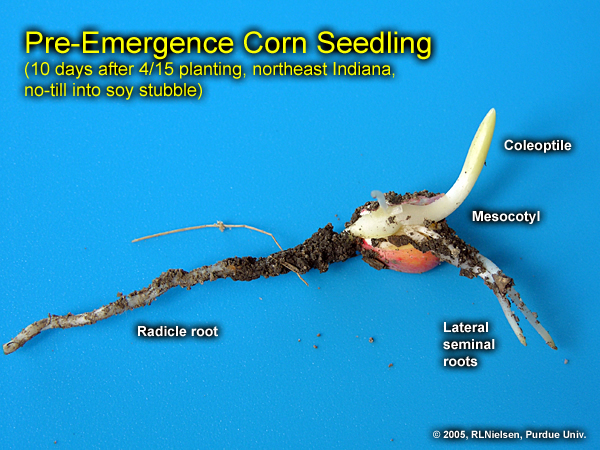 Pre-emergence seedling
