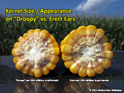 Ear comparison