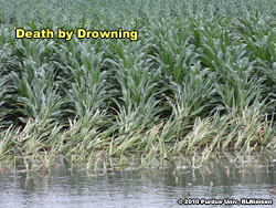 Death by drowning