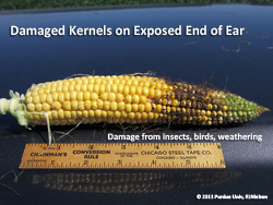 Damaged kernels