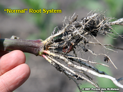 Normal roots