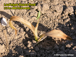 Frost injury