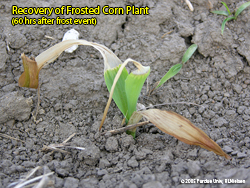 Frost recovery