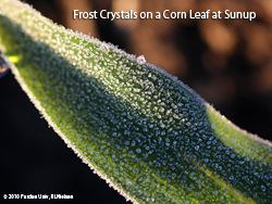 Frost on a corn leaf
