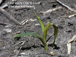 Frosted corn