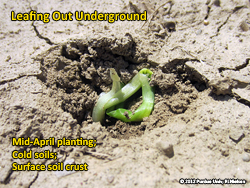 Leafing out