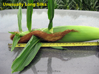 Long silks