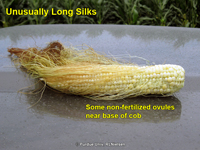 long silks
