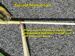 Top leaf death