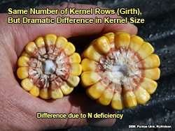 Smaller kernels due to nitrogen deficiency