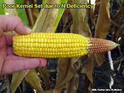 Reduced kernel numbers due to nitrogen deficiency
