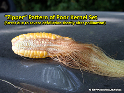 The "zipper" pattern of poor kernel set