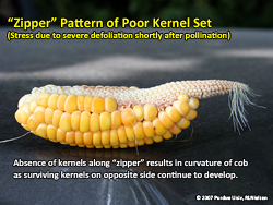 The "zipper" pattern of poor kernel set