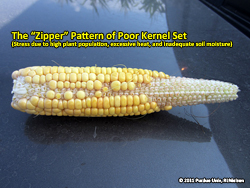 Zipper pattern of kernel abortion