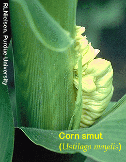 http://www.agry.purdue.edu/ext/corn/pix/Ustilago_maydis.gif