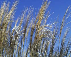 image: seedheads of big bluestem