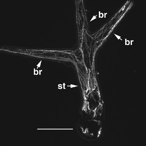 ARABIDOPSIS LEAF
