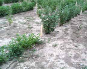 image: contrasting alfalfa varieties difffering in fall dormancy