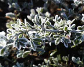 image: frost covered alfalfa shoots