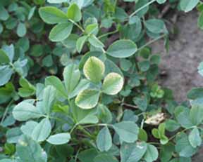 image: alfalfa shoot exhibiting symptoms of potassium deficiency