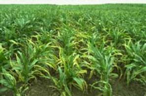 Nitrogen Deficent Corn