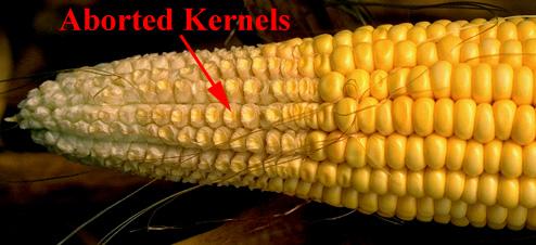 Aborted kernels