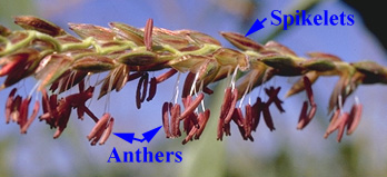 Anthers on tassel