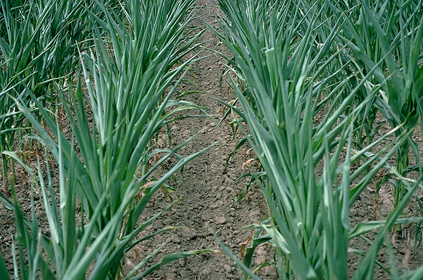 Leaf rolling in corn