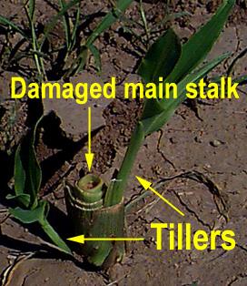 tillers on damaged stalk
