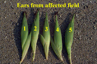 Five ears from affected field