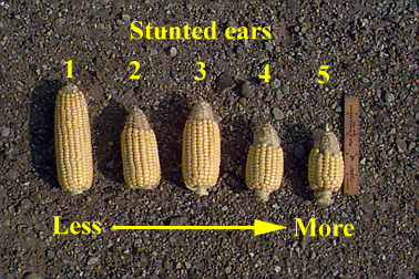 Same ears with husks removed