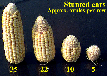 Range of severity of stunted ears