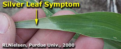 Silver Leaf in Corn