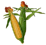 Ears of corn