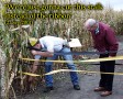 Cutting the corn stalks
