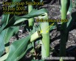 Green snap in corn