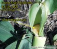 Green snap in corn