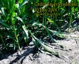 Green snap in corn