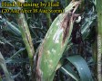 Bruised stalk and husks