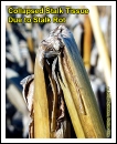 Stalk rot