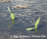 Ponded corn