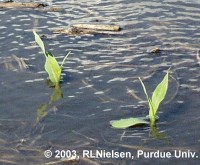 Ponded corn